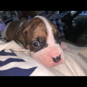 Meet your Posher, Paige